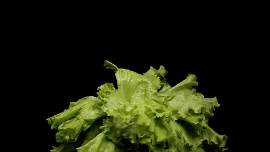 Fresh green salad isolated on black background, healthy food and vegetables concept. Close up of green fresh leaves of salad.