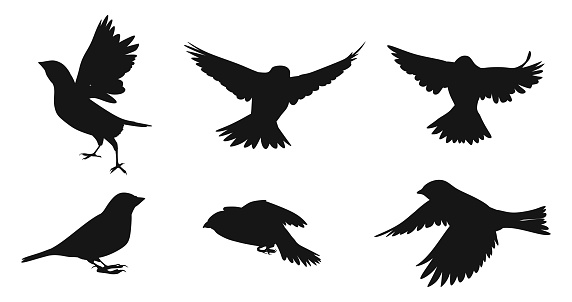 Set of sparrow silhouettes on white background isolated.