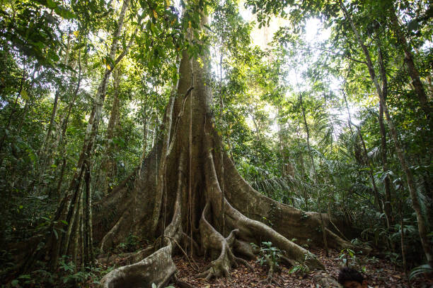Amazon rivers and rain forest Roots of the Lupuna tree in the Amazon rainforest of Peru amazon region stock pictures, royalty-free photos & images