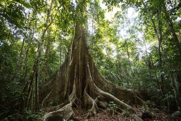 Roots of the Lupuna tree in the Amazon rainforest of Peru