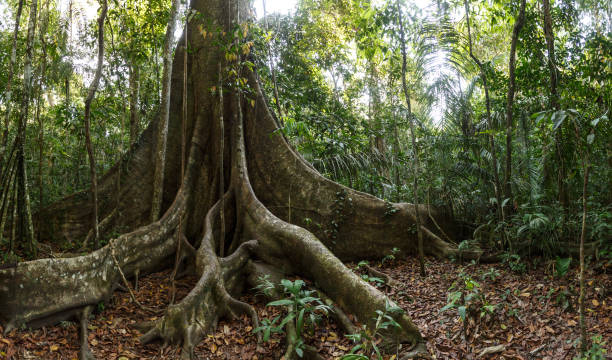 amazonasflüsse und regenwald - sky forest root tree stock-fotos und bilder