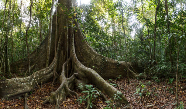 ríos amazónicos y selva tropical - sky forest root tree fotografías e imágenes de stock