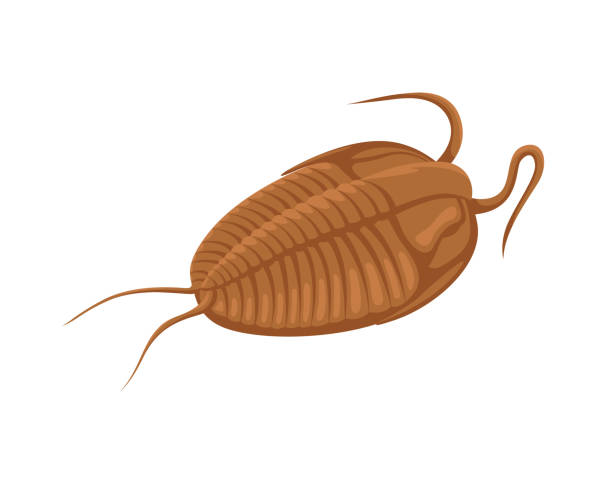 지구 개념에 생명체의 진화 - trilobite stock illustrations