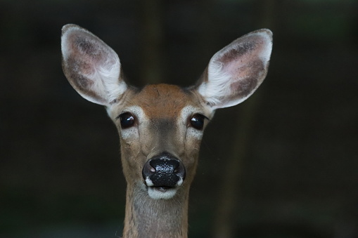 Doe portrait, dark background, deer