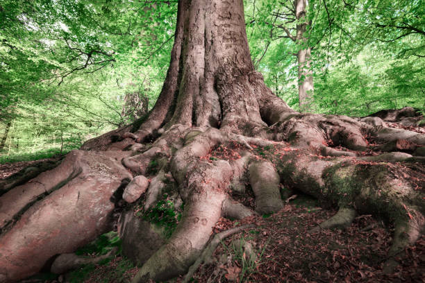 racines fortes d’un grand hêtre - beech leaf tree green leaf photos et images de collection