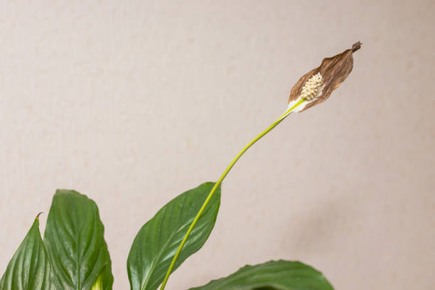 Spoiled flower, home plant withering. Blackened withered spathiphyllum flower. Mistakes in the care of potted flowers. Close-up, shallow depth of field.