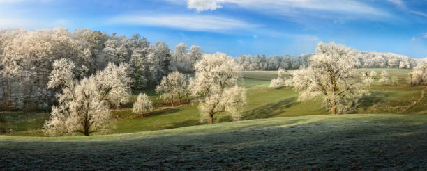 istock Frozen gorgeous trees on vast pasture 1365458200