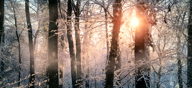View of winter beech forest on a frosty, sunny morning