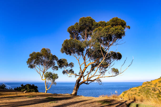 остров каталина у берегов калифорнии - catalina island стоковые фото и изображения