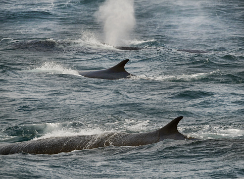 A fin whale passes by in the Drake Passage crossing for Ushuaia to Antarctica