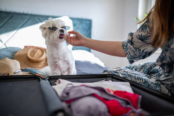 istock Cute Maltese dog with sunglasses is ready for vacation 1365460389