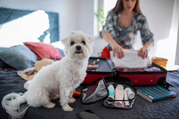 perro haciendo compañía a su dueña mientras ella está empacando la maleta - cosmetic bag fotografías e imágenes de stock