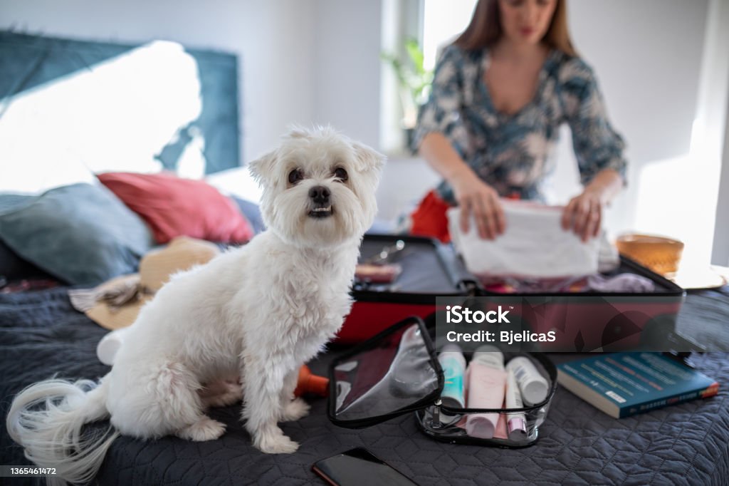 Dog making company to his owner while she's packing suitcase Make-Up Bag Stock Photo