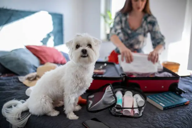 Dog making company to his owner while she's packing suitcase