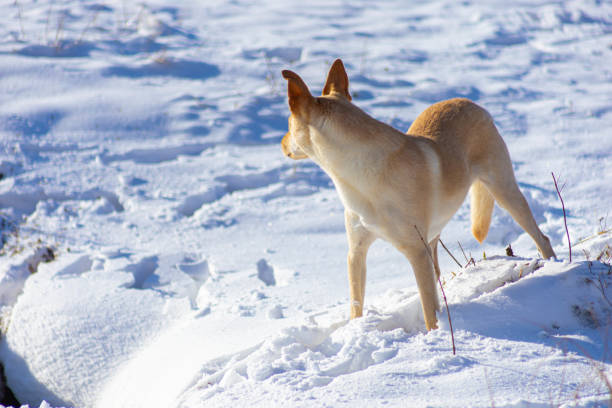 Portrait of a dog on the snow