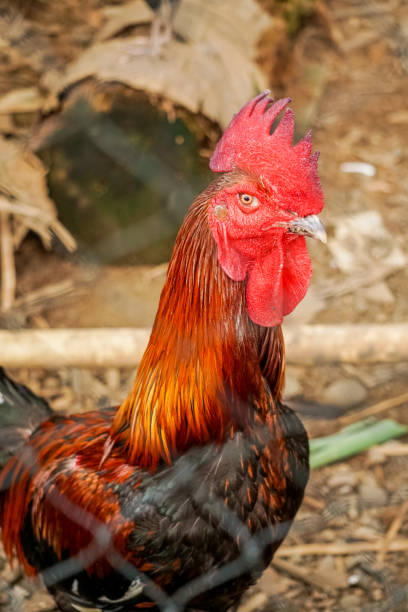 istock Close-up of a rooster's head 1365465637
