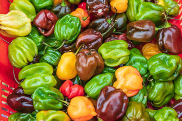 istock Multi colored bell peppers for sale. 1365466016