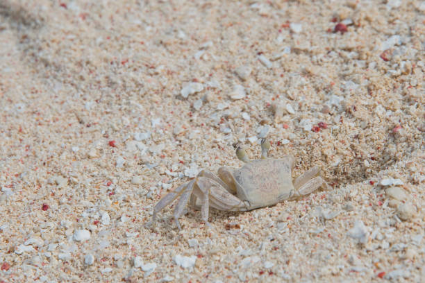 istock San Andres Island, Colombia 1365466785