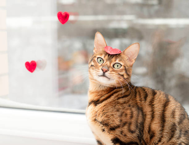 istock beautiful bengal cat sitting near the window 1365466978