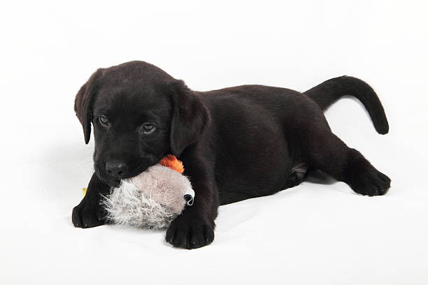 portrait of labrador puppy