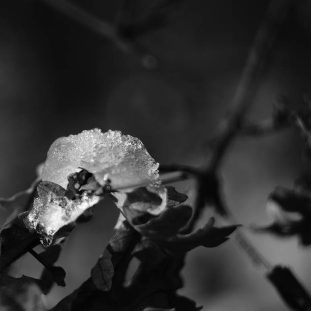 istock Cristal Ice Frozen of leaf 1365468651
