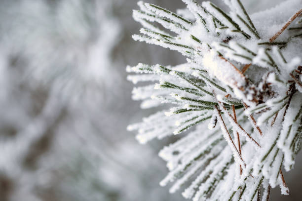 istock Freezing season - beautiful winter scenery 1365469564