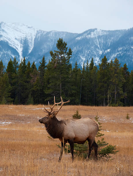istock Bull Elk  In the Rockies ... November 136547503