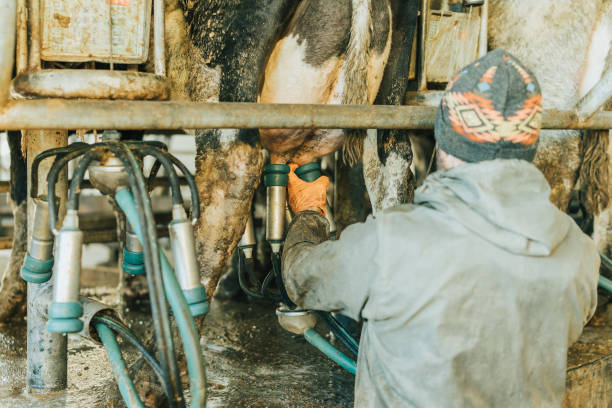 istock man on his back in work clothes putting teat cups on a cow 1365475315