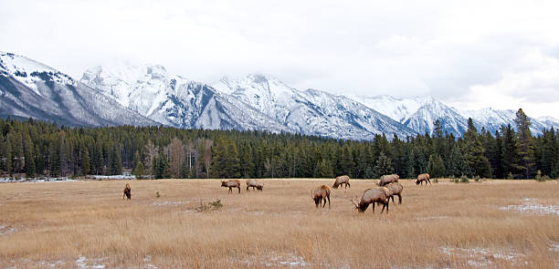 This November photo is of a small herd of bull elk feeding in a Rocky Mountain valley.