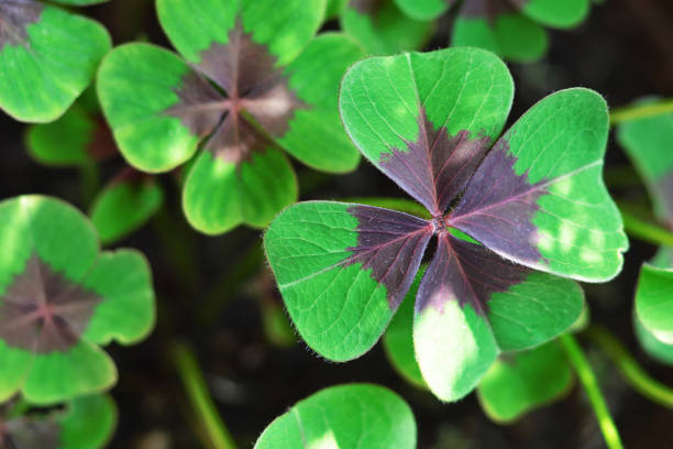 St Patricks Day background. Full frame of four- leaf clovers St Patricks Day background. Full frame of four- leaf clovers iron cross stock pictures, royalty-free photos & images
