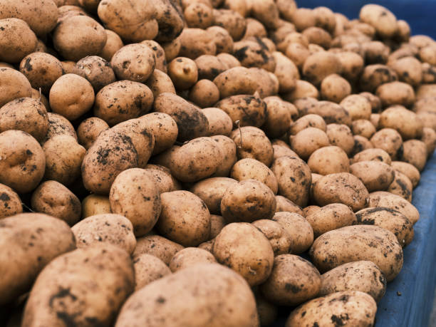istock fresh potatoes in the market 1365476068