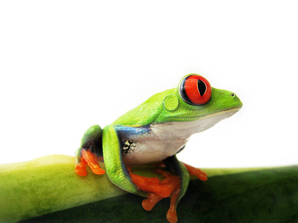 istock red-eyed tree frog, Agalychnis callidryas 136547660