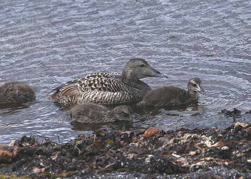 Common Eider Duck (momma and babies) (somateria mollissima)