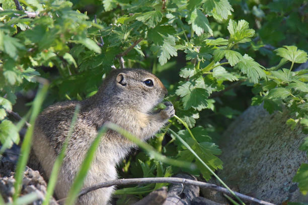 istock Wyoming Ground Squirrel (urocitellus elegans) eating a blade of grass 1365478814