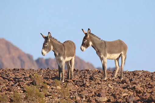 Two wild burros (equus asinus)