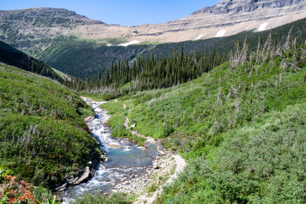 piękny potok wzdłuż going to the sun road w parku narodowym glacier montana - northern lake zdjęcia i obrazy z banku zdjęć