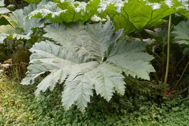 A large leaf of Gunnera, part of a large stand in a woodland setting.