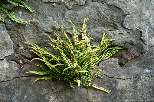 Maidenhair Spleenwort, Asplenium trichomanes, growing out of a crack in a wall.