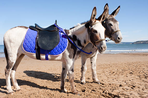istock Role up for a ride-donkeys waiting on beach. 136548076