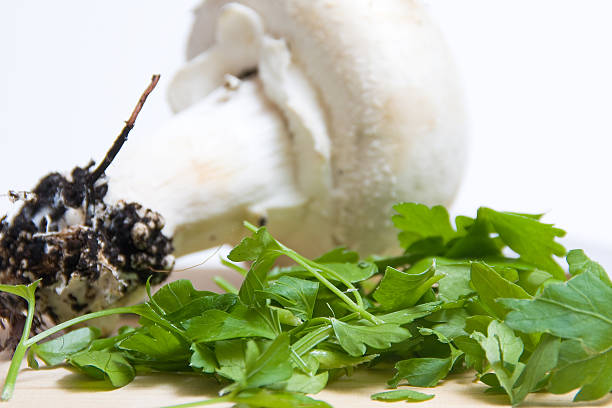 Fresh parsley stock photo