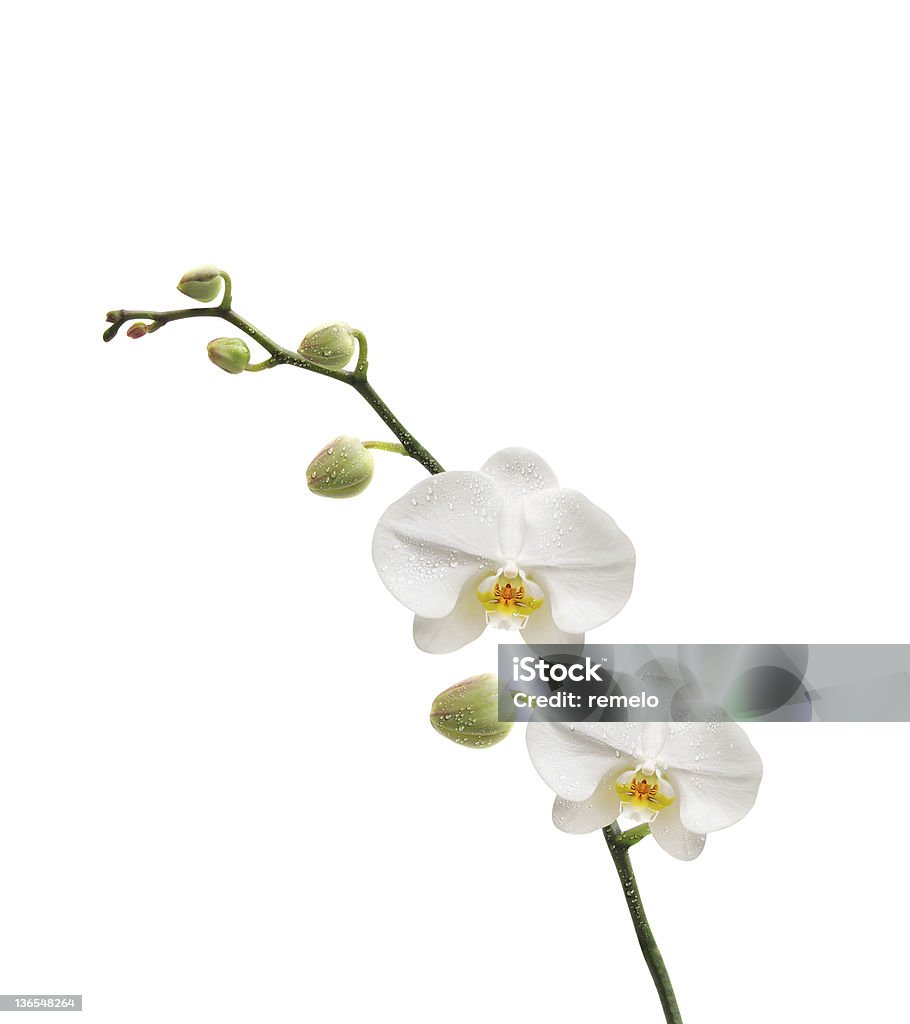 fond orchidée - Lizenzfrei Blume Stock-Foto