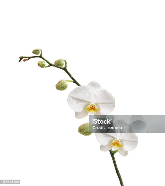 Фон Orchidée — стоковые фотографии и другие картинки Без людей - Без людей, Белый, Вертикальный