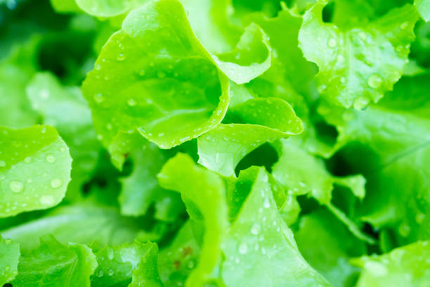 istock Fresh green Lettuce salad leaves background 1365482782