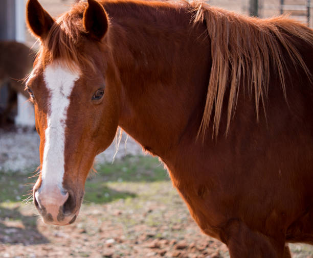 istock Horses in a Field 1365489120