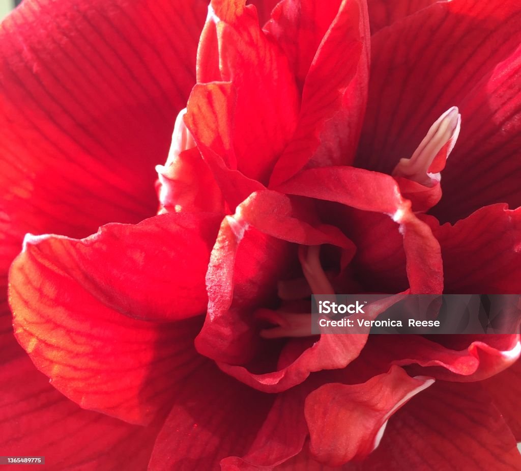 Red Queen Amaryllis flower Amaryllis Stock Photo