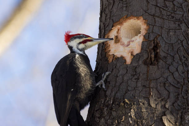 pica-pau empilhado masculino - pileated woodpecker animal beak bird - fotografias e filmes do acervo