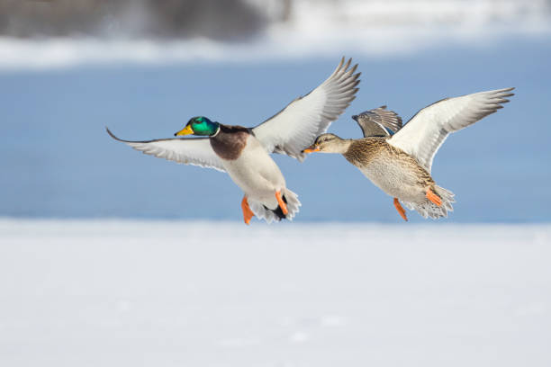 istock mallard flying in Canadian winter 1365494605
