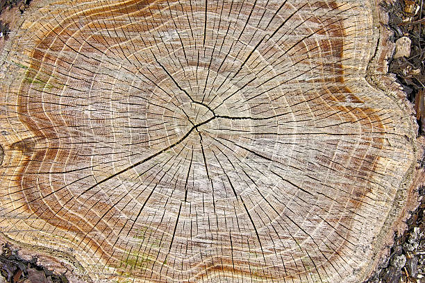 istock Stump of a tree showing its inside structures and wood 136549461