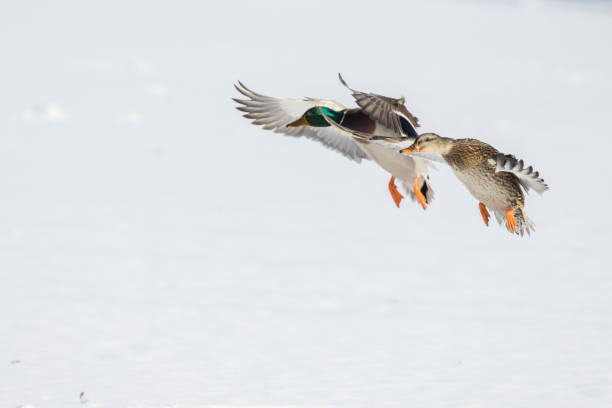 istock mallard flying in Canadian winter 1365494613