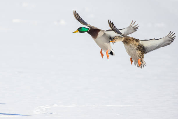 istock mallard flying in Canadian winter 1365494638